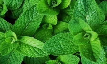 Fresh green botanical herbs